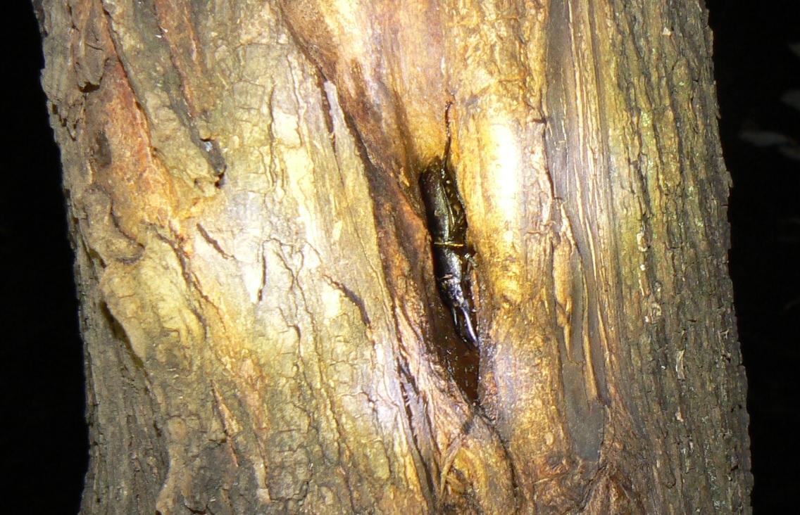 ヤナギ林のその他のヤナギ_洞に潜むコクワガタの雄__2020年10月13日_19時5分