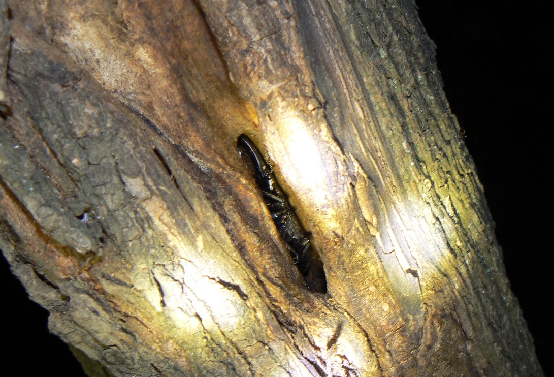 ヤナギ林のその他のヤナギ_洞に潜むコクワガタの雄__2020年10月21日_18時20分_気温14度