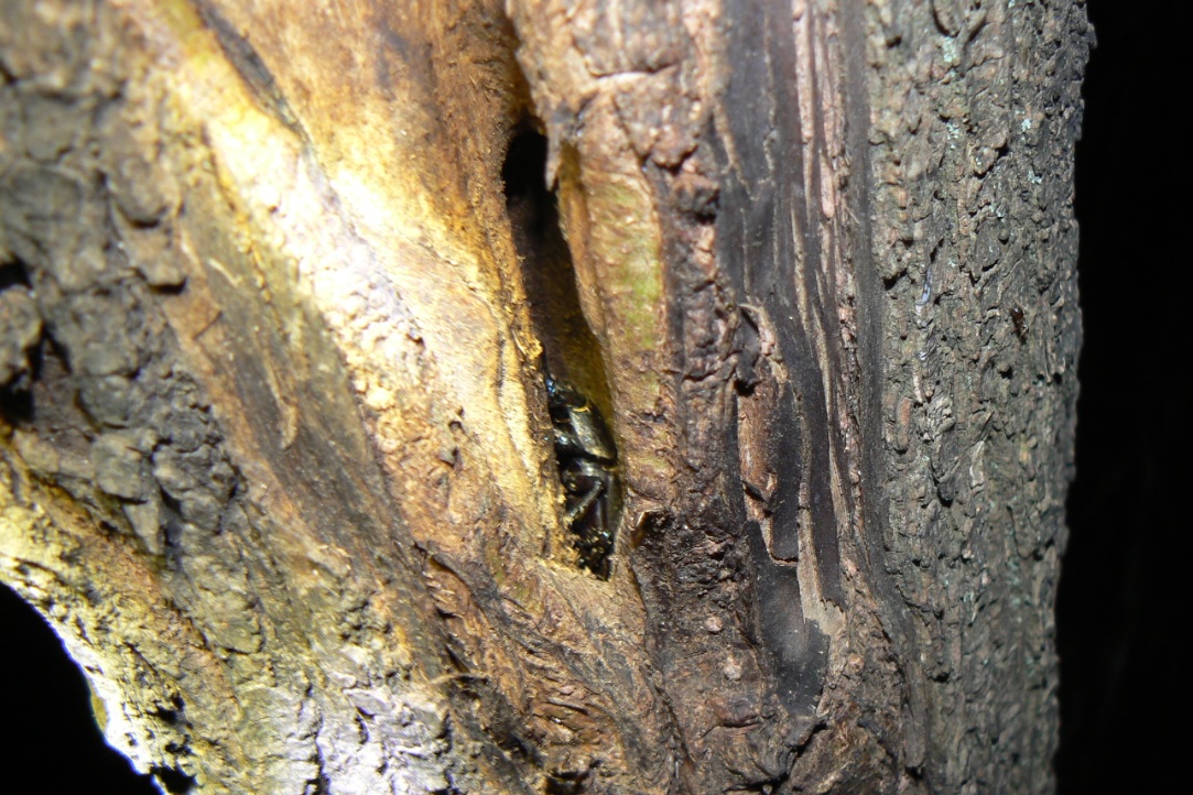 ヤナギ林のその他のヤナギ_洞に潜むコクワガタの雌__2020年10月16日_18時45分_気温15度