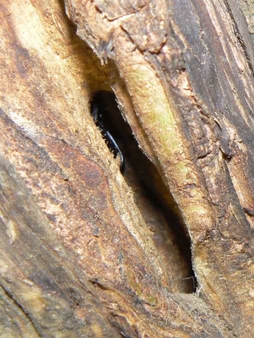 ヤナギ林のその他のヤナギ_洞に潜むコクワガタ雄(拡大)__2020年11月1日18時頃_気温14度