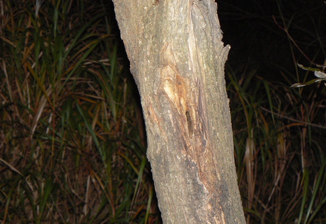 ヤナギ林のその他のヤナギ_洞に潜むコクワガタ雄__2020年11月1日18時頃_気温14度