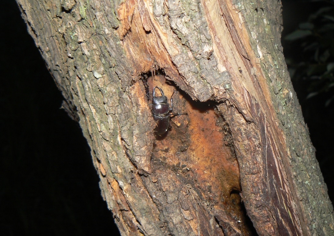 ヤナギ林のその他のヤナギ_洞に潜むコクワガタ雄__2020年7月21日19時20分頃