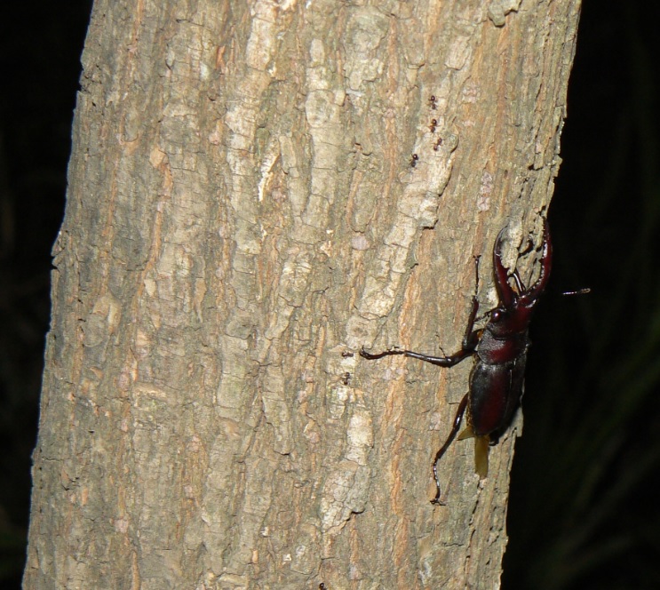 ヤナギ林のその他のヤナギにぶーんと飛んできたノコギリクワガタの雄__200917_19-15