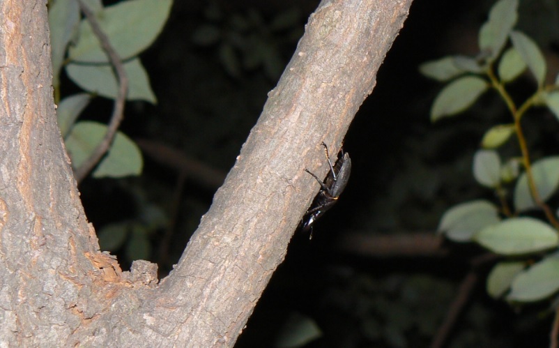 ヤナギ林のその他のヤナギの枝先のコクワガタ雄__200921_19-00
