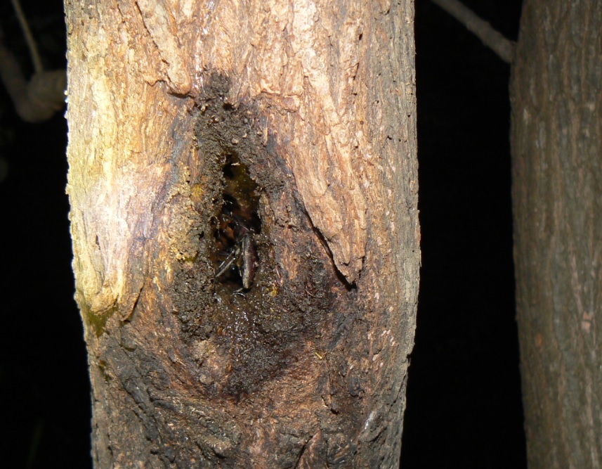 ヤナギ林のその他のヤナギの洞に潜むコクワガタの雄__200914