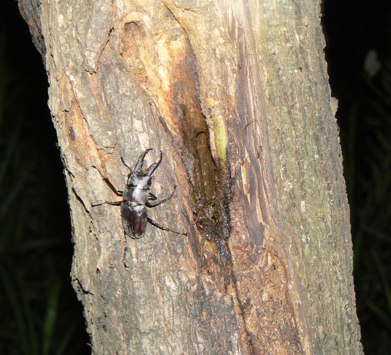 ヤナギ林のその他のヤナギの洞近く_傷ついたノコギリクワガタの雄__200917_19-15