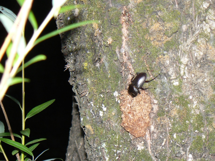 ヤナギ林のヤナギの古木_樹液にかぶりつくコクワガタ♂_2021年5月8日19時30分l頃_気温20度