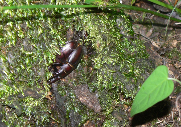 ヤナギ林のヤナギの老木_根元に近いこけむしたところの樹液にノコギリクワガタのペア_2021年7月7日20時50分頃_気温26度