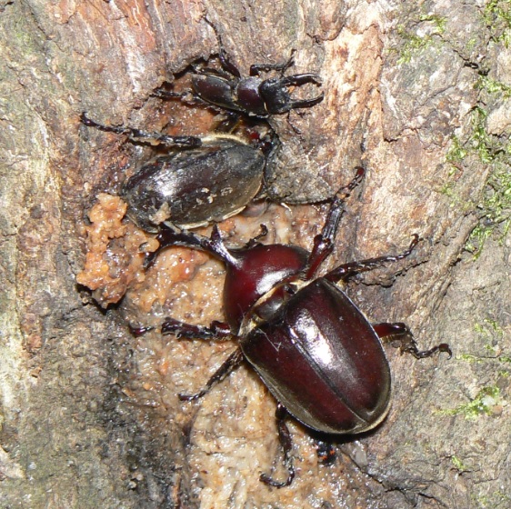 ヤナギ林のヤナギの老木_根元に近い樹液にカブトムシ1♂1♀とコクワガタ1♂_2021年6月28日20時50分_気温25度