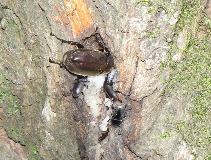 ヤナギ林のヤナギの老木_根元に近い樹液にカブトムシ♀とコクワガタ2♂1♀_2021年6月7日20時35分_1気温25度