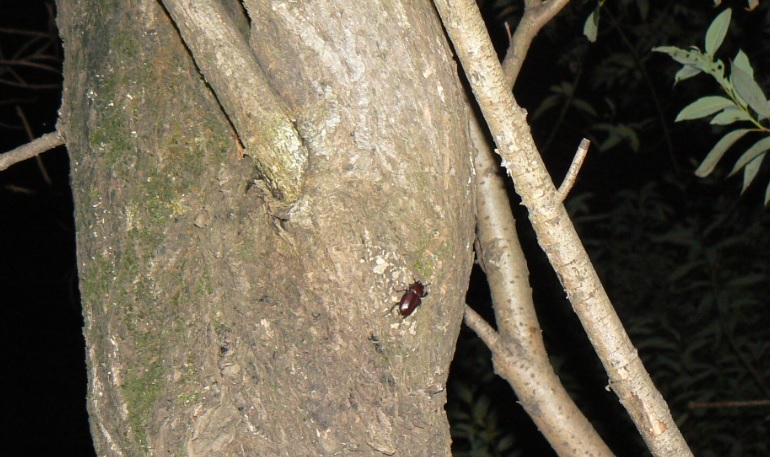 ヤナギ林の新たなヤナギ_ノコギリクワガタの雌_200918_19-15