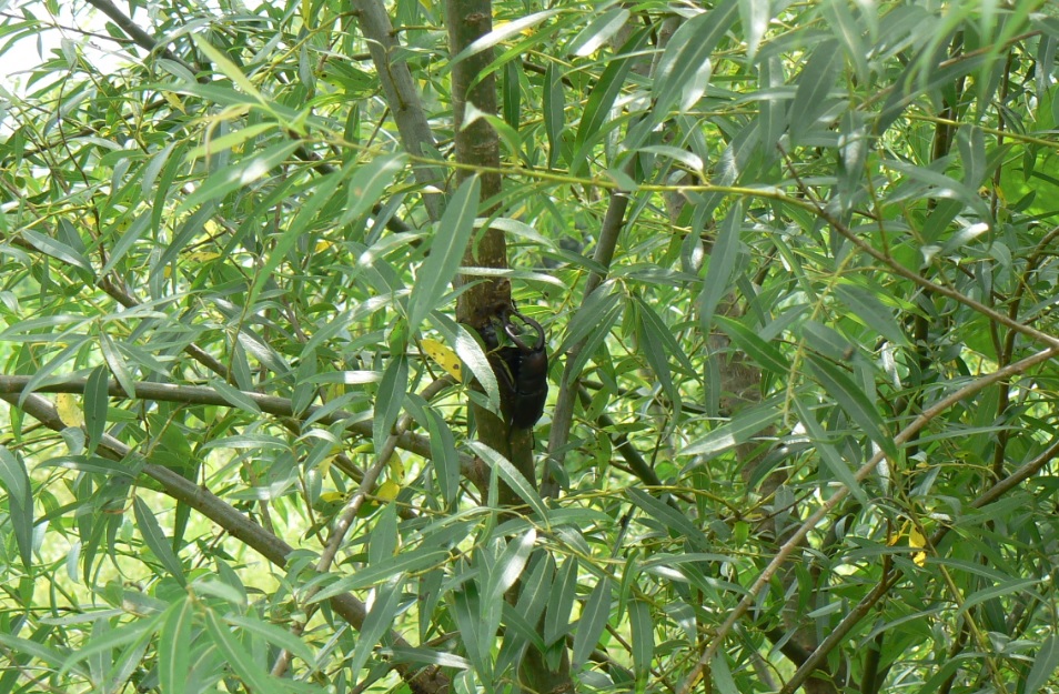 ヤナギ林の早い時期によくノコギリクワガタがつくヤナギ_ノコギリクワガタの雄__2020年6月27日10時55分