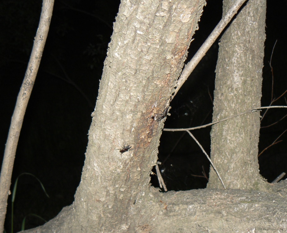 ヤナギ林の枝がくねくねしたヤナギ_コクワガタ♂_2021年5月8日19時30分頃