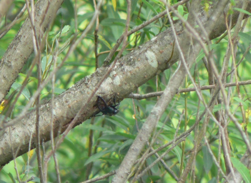 ヤナギ林の湿地に生えるヤナギ_よく見るとノコギリクワガタの雄(拡大)__2020年6月27日11時20分