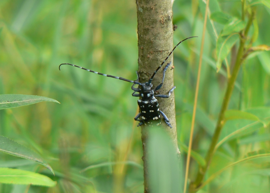 ヤナギ林の湿地に生えるヤナギ_ゴマダラカミキリ__2020年6月27日11時20分