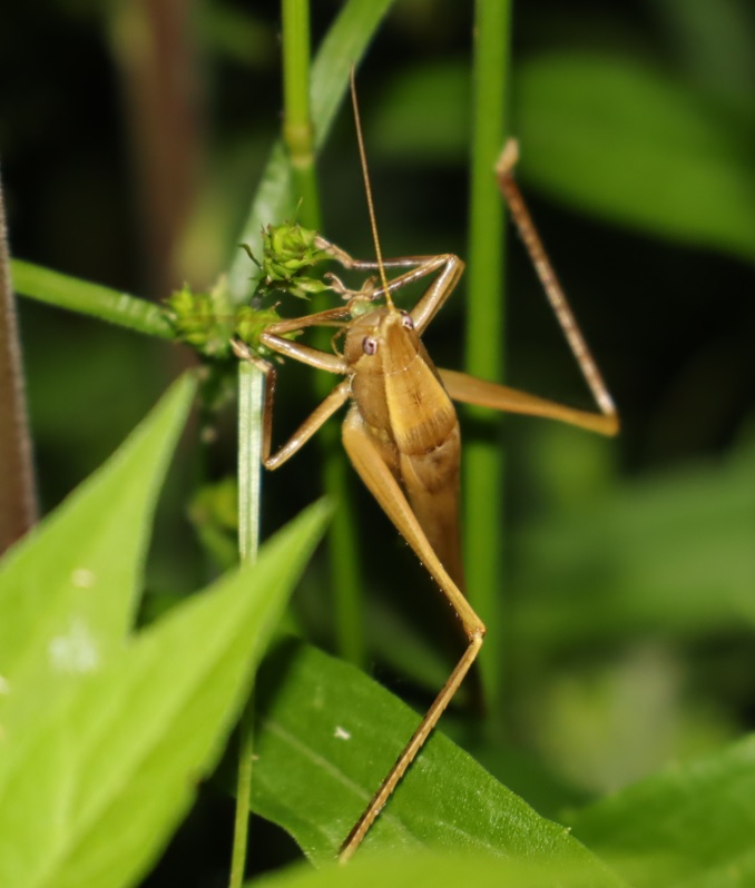 ヤナギ林周辺の草原_褐色クビキリギス♀_2022年5月18日19時55分頃気温19度