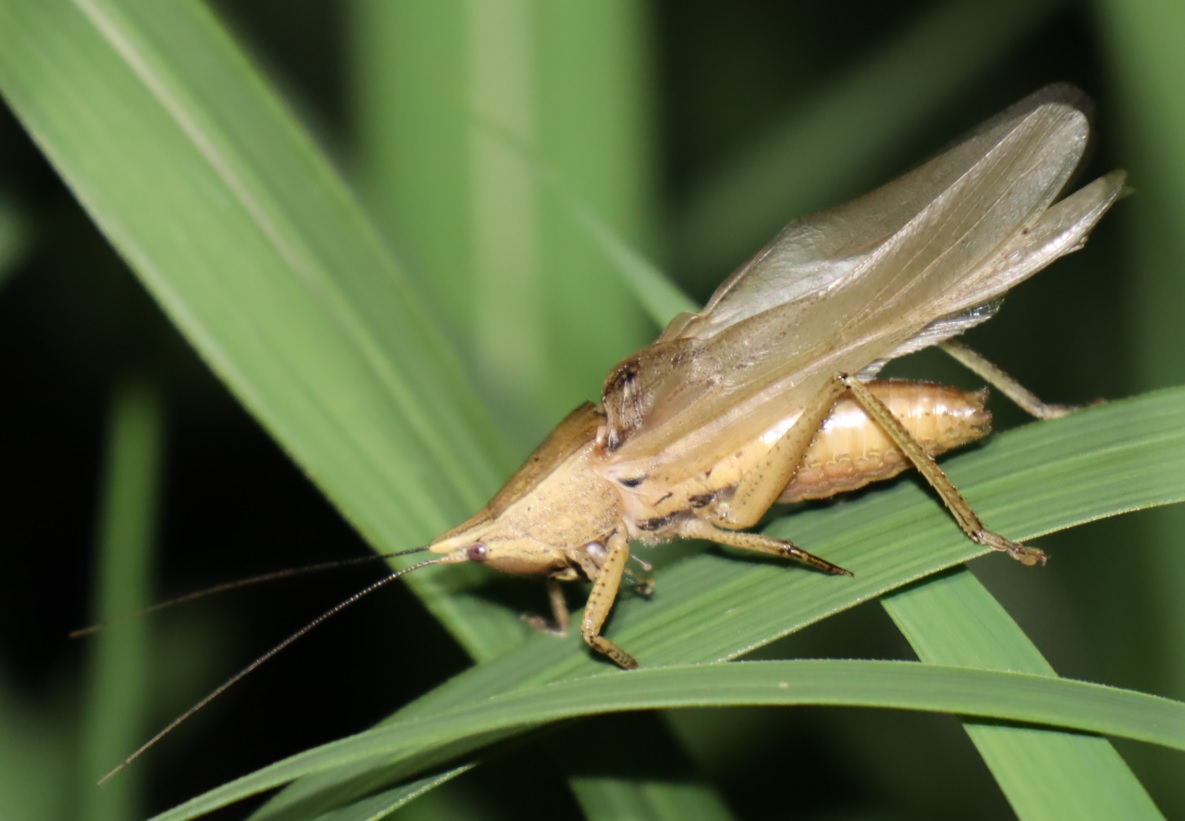 ヤナギ林周辺の草原_鳴くクビキリギス♂_2022年5月14日20時40分頃気温18度
