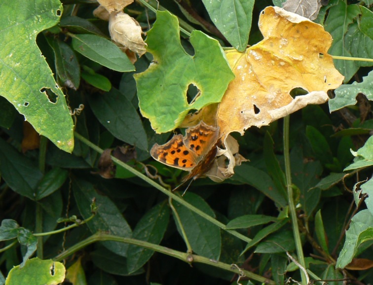 ヤナギ林近くのカマキリ草_キタテハ_201006_12-50