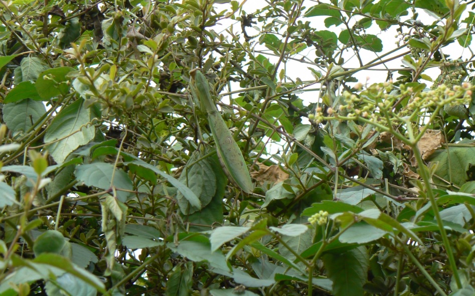 ヤナギ林近くのカマキリ草_周囲に溶け込むミスオオカマキリ_201006_12-50
