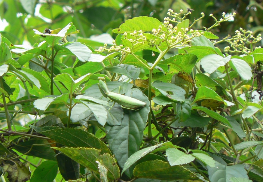 ヤナギ林近くのカマキリ草_待ち構えるハラビロカマキリの雌_201006_12-50