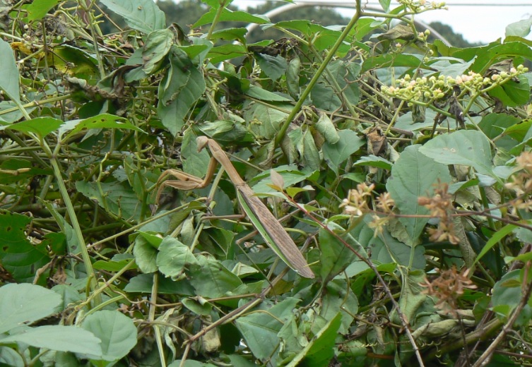 ヤナギ林近くのカマキリ草_褐色のオオカマキリの雌_201006_12-50