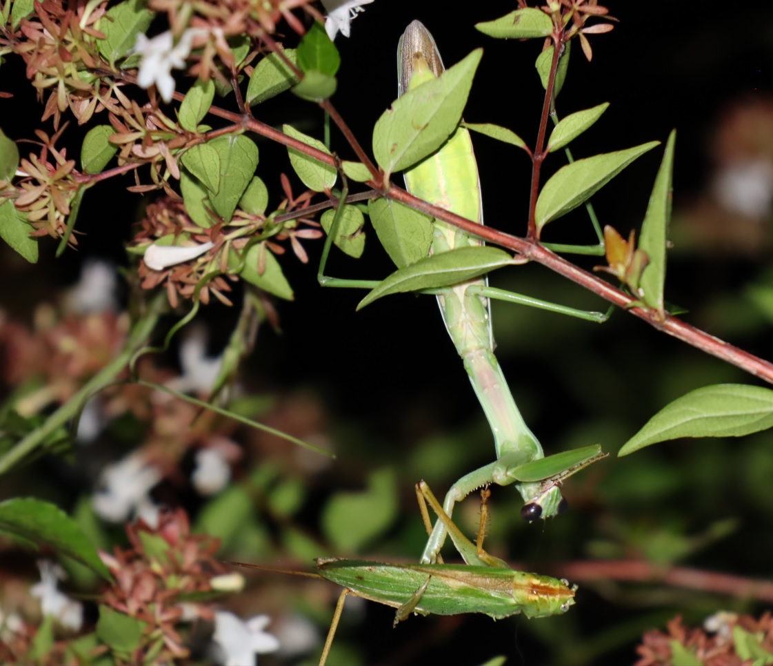 ヤブキリ♀を食べるオオカマキリ♀-2_カマキリ草（ヤブガラシ）_2022年8月15日30時15分気温30度