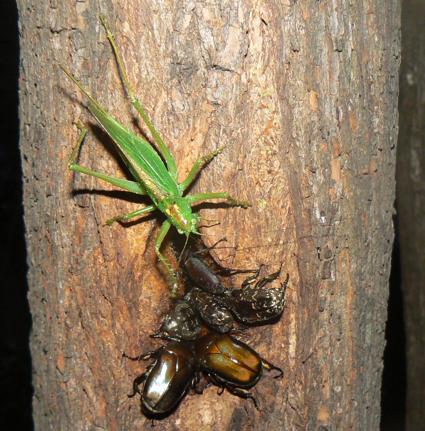 ヤブキリ参戦200722