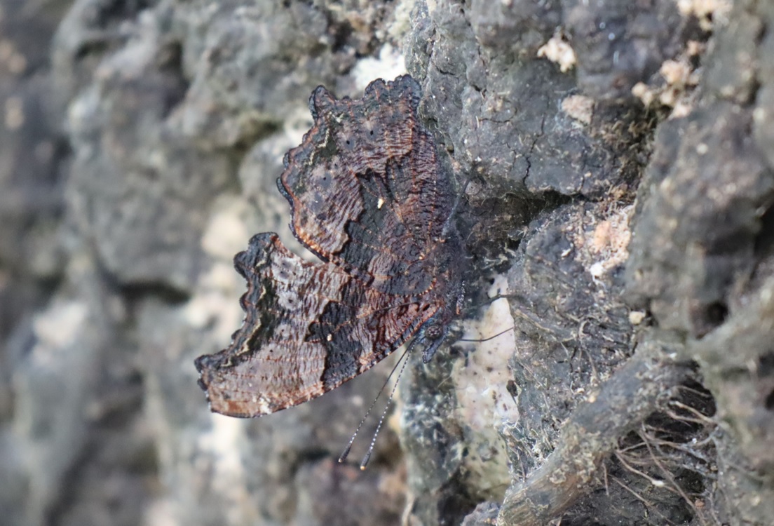 ルリタテハ-後羽_No.4のクヌギ_クワガタ達の（断末魔の）オアシス_2022年10月29日14時5分気温21度