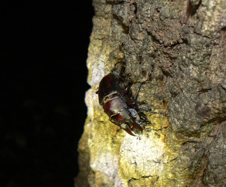 不思議なノコギリクワガタがつくクヌギ_200817