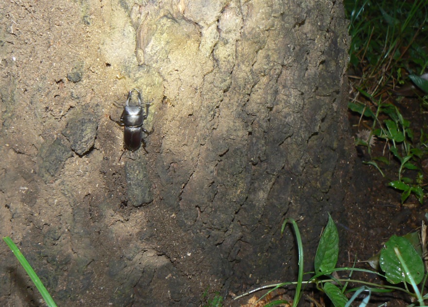 不思議なノコギリクワガタがつくクヌギ_コクワガタ雄_200905