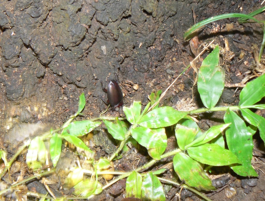 不思議なノコギリクワガタがつくクヌギ_ノコギリクワガタ雌_200905