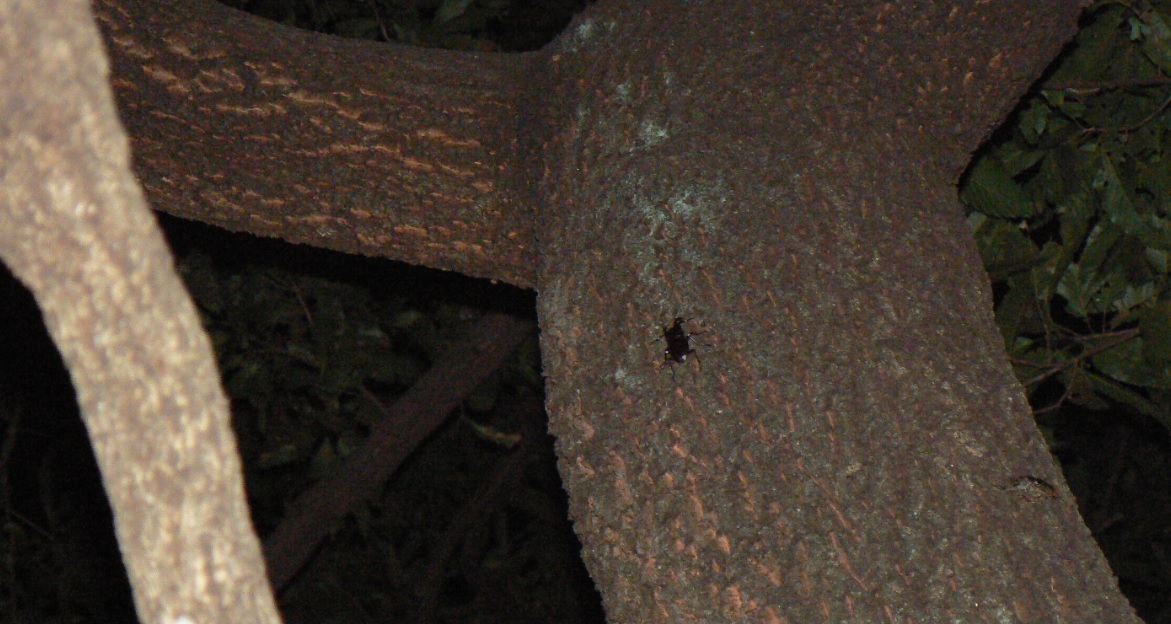 不思議なノコギリクワガタがつくクヌギ_ノコギリ雄_200820