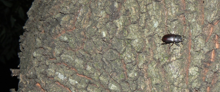 不思議なノコギリクワガタがつくクヌギ_ノコギリ雌_200820