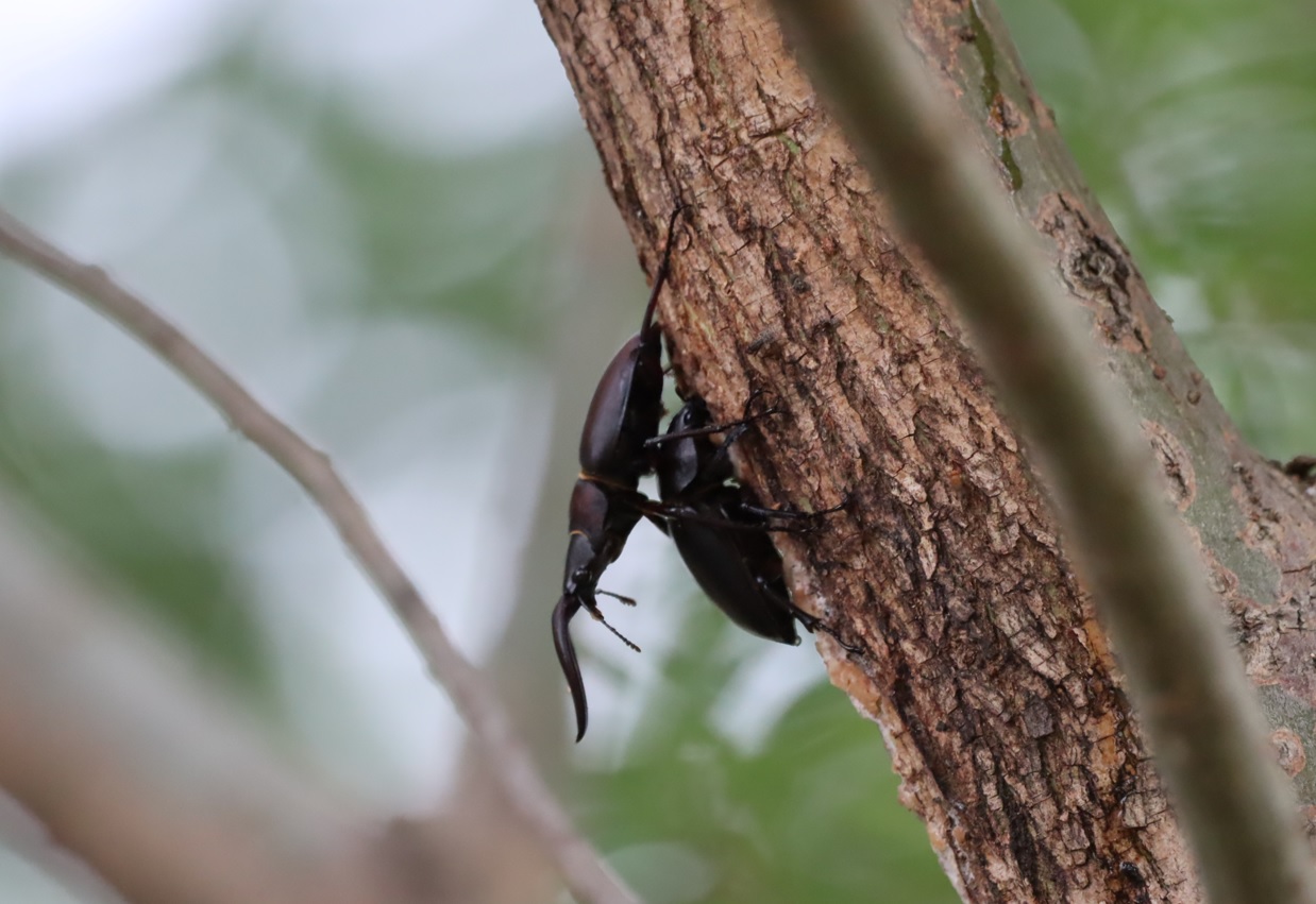 中州のヤナギ_ノコギリクワガタのペア_2022年6月11日7時35分気温22度