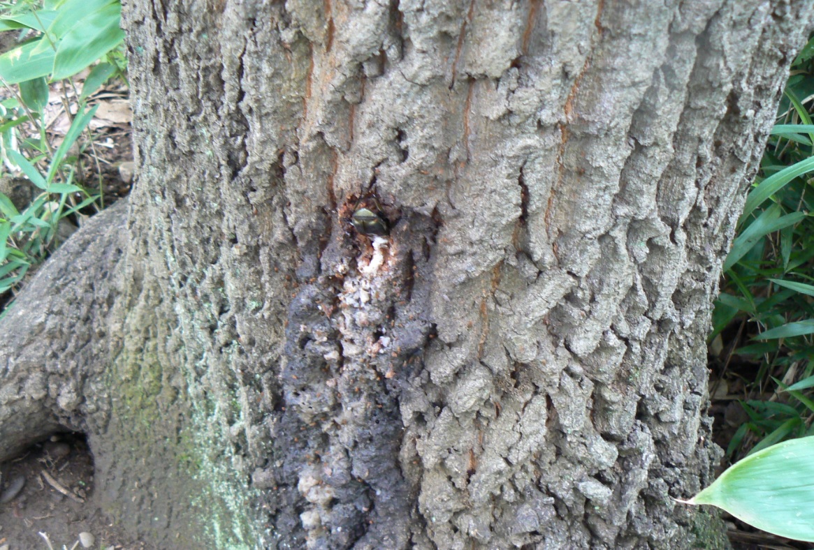 住宅横の雑木林のクヌギ__カナブン＿2020年06月27日_11時25分