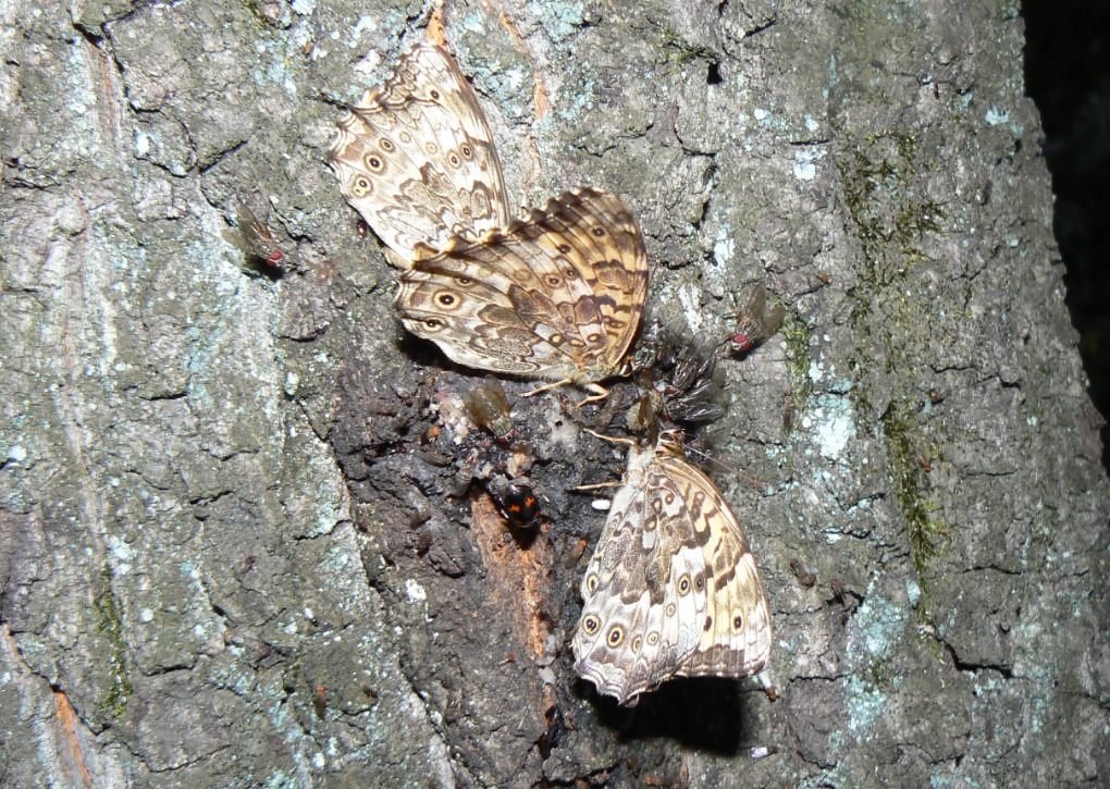 住宅横の雑木林のクヌギ__サトキマダラヒカゲとヨツボシケシキスイ＿2020年06月4日18時55分