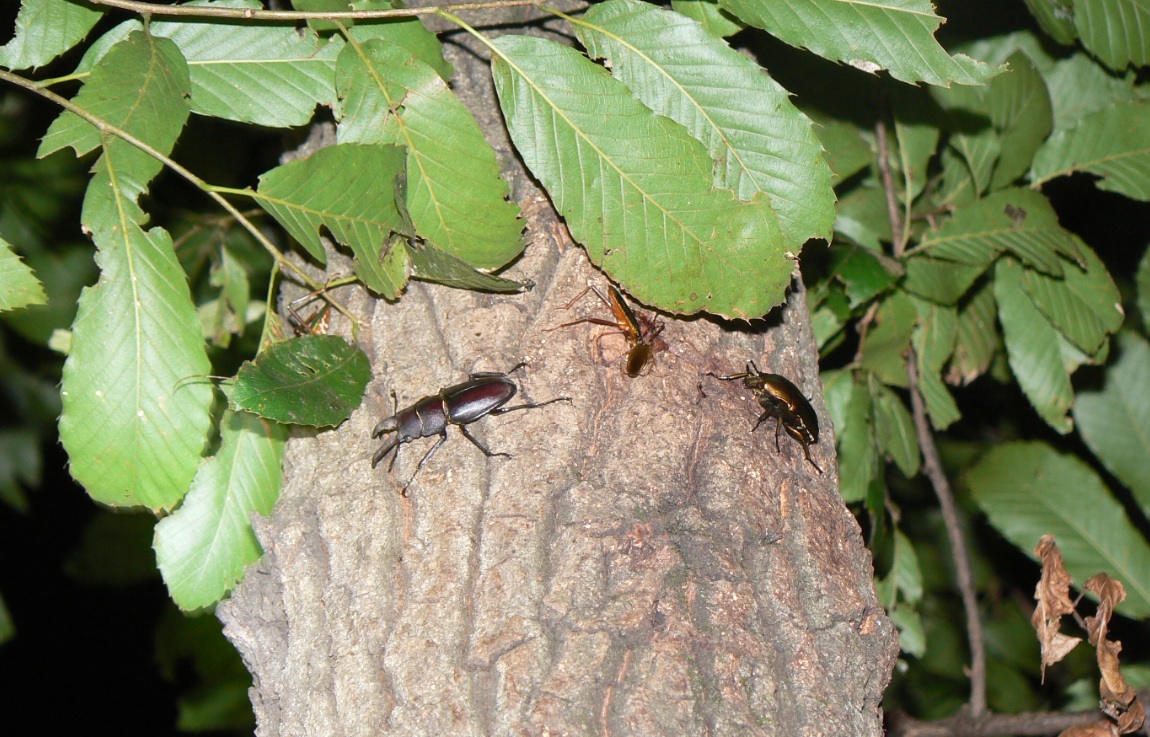 住宅横の雑木林のクヌギ（住宅横の昆虫向け飲み屋）_ノコギリクワガタの雄、アカアシオオアオカミキリカミキリ、カナブン_2020年7月16日19時35分