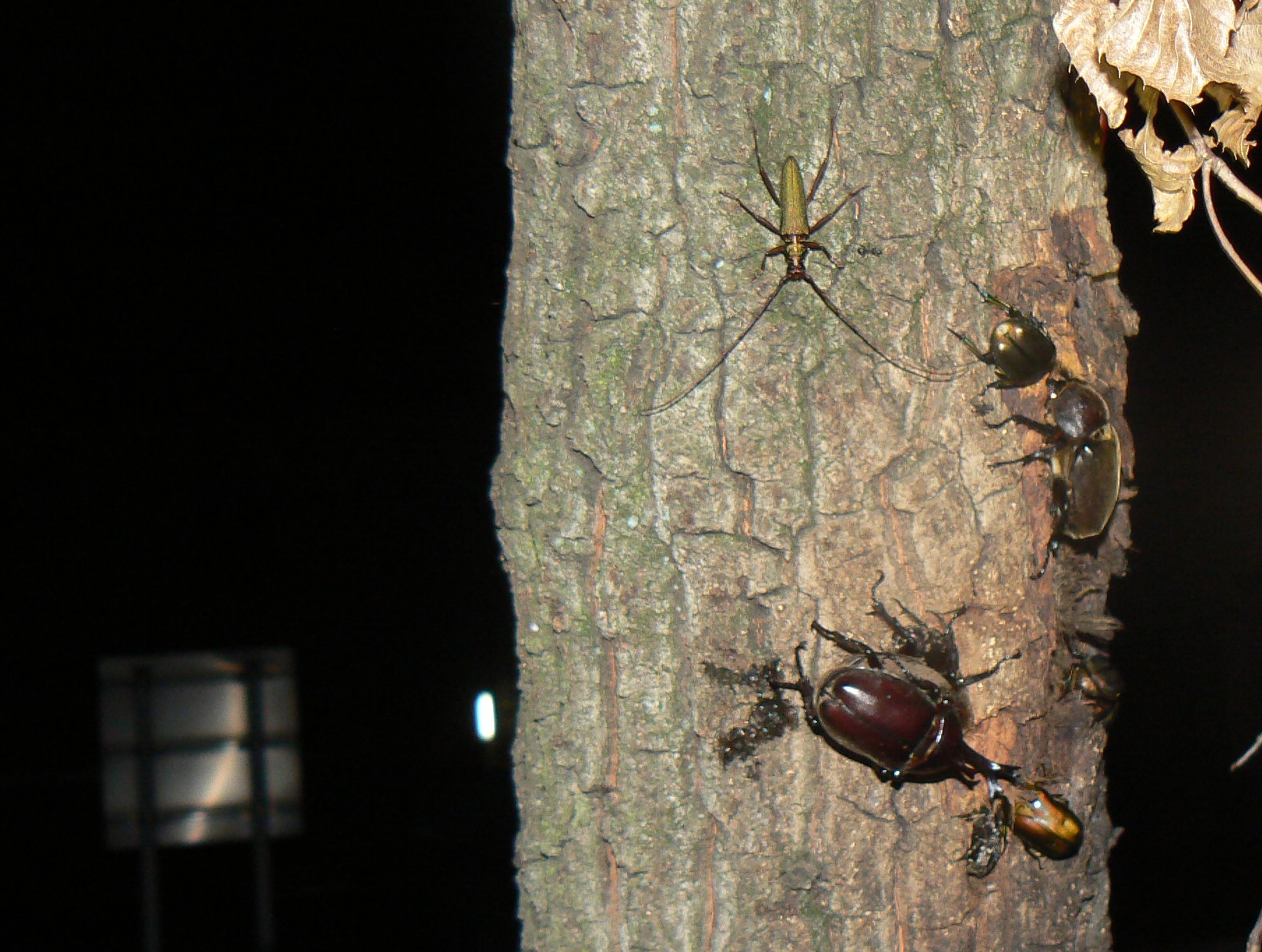 住宅横の飲み屋200721