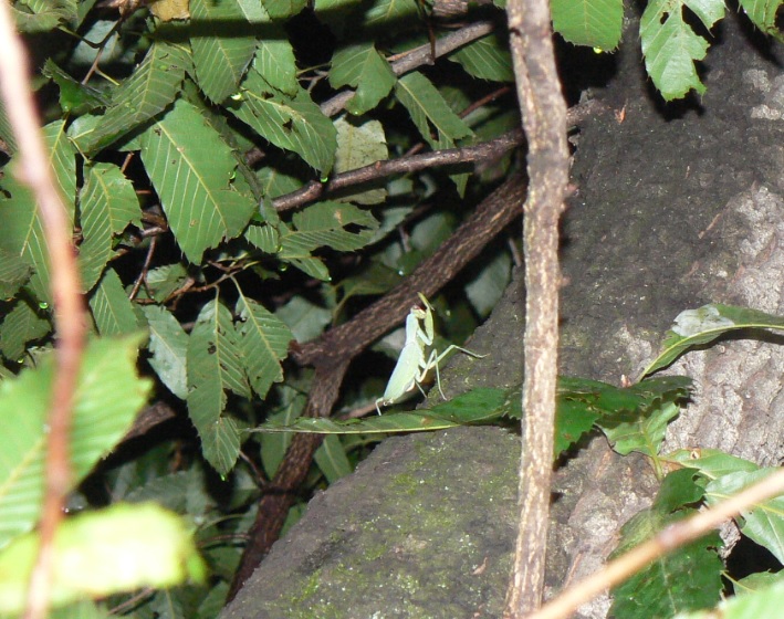 住宅横の飲み屋のとなり_ハラビロカマキリの雄_200902
