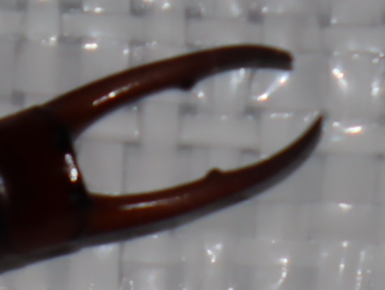 何者だ？_ライトウォッチング_利根川河川敷_2022年8月2５日20時5分頃気温26度