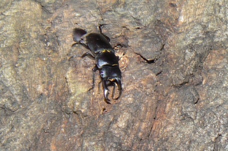 団地前のクヌギ_10月_コクワガタのペア_201003_18-40