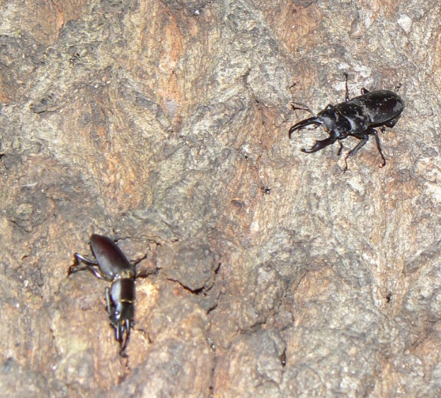 団地前のクヌギ_10月の僅かな樹液に集まった2匹のコクワガタ雄_201001_18-20