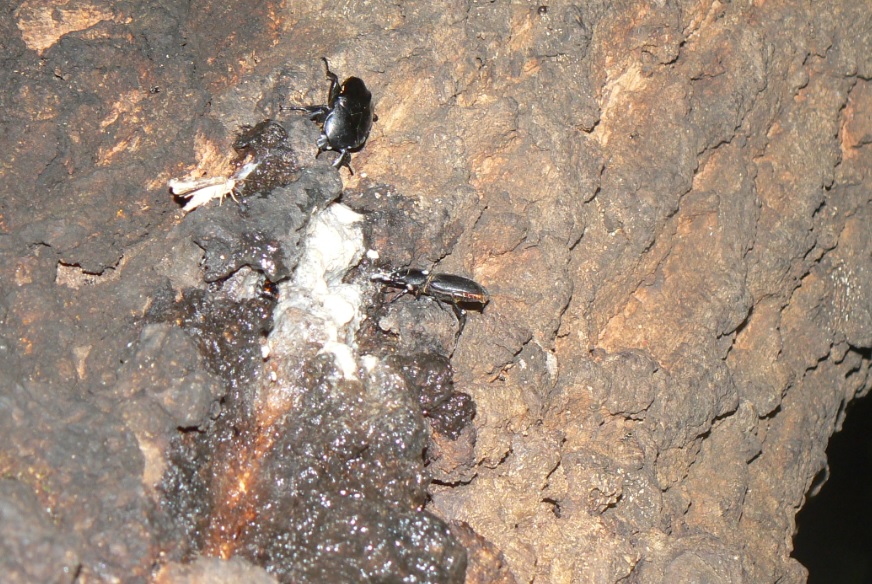 団地前のクヌギ_2_200902　クロカナブンとヒラタクワガタ雌