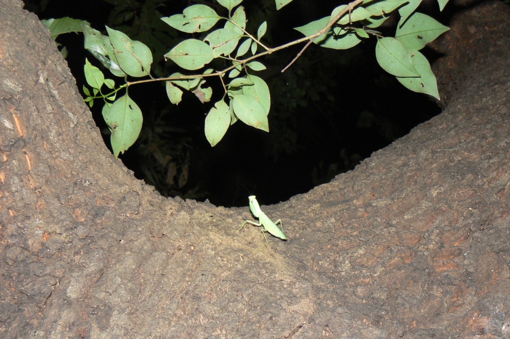 団地前のクヌギ_まぬけなハラビロカマキリ_200917_18-30