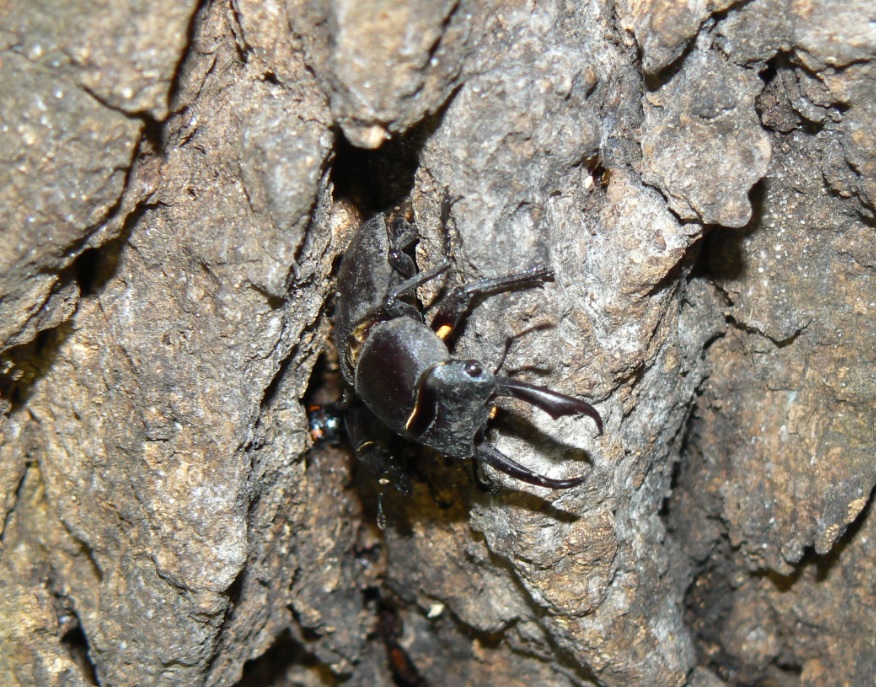 団地前のクヌギ_コクワガタのペア_200918_18-30