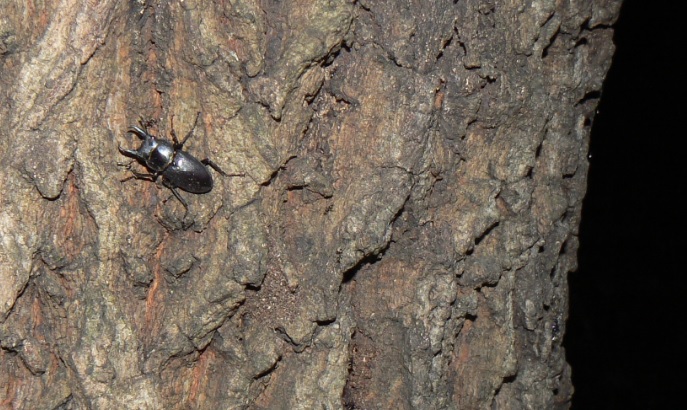 団地前のクヌギ_コクワガタの雄_200914