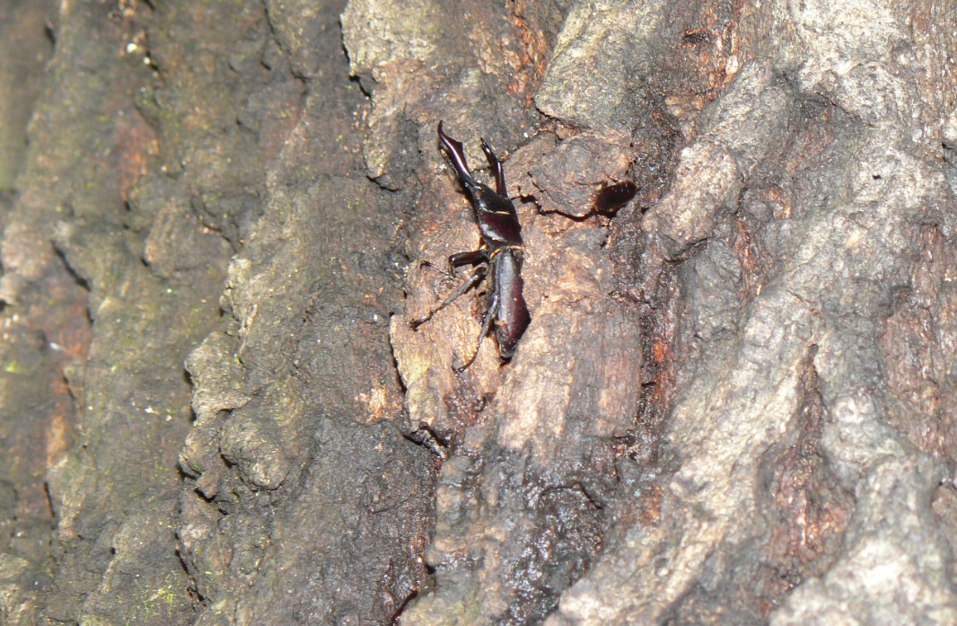 団地前のクヌギ_コクワガタの雄_2020年10月11日17時45分