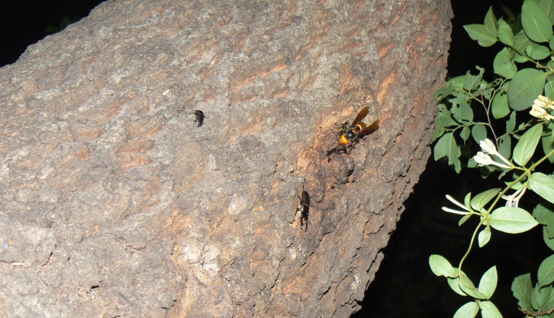 団地前のクヌギ_コクワガタ､オオスズメバチ_2021年5月8日18時55分頃