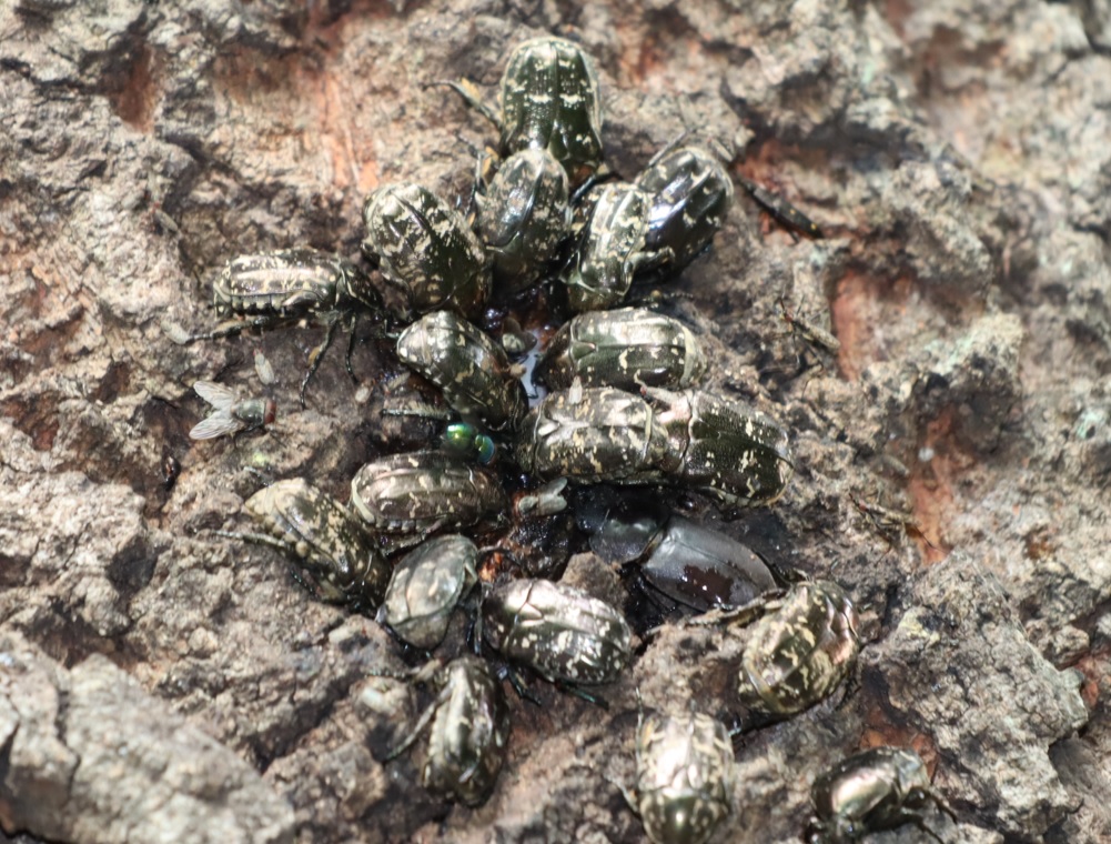 団地前のクヌギ_シラホシハナムグリ、コクワガタ♀_2022年6月26日16時50分頃気温30度