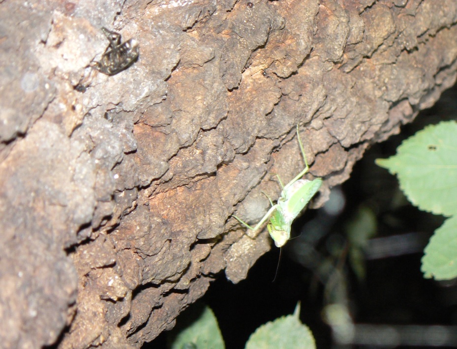 団地前のクヌギ_シラホシハナムグリとハラビロカマキリ_200910